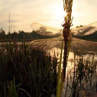 Brown Hawker wideangle 2 